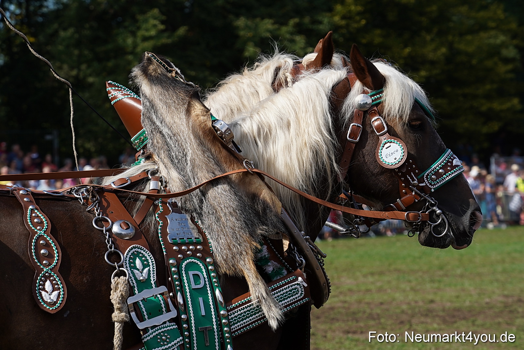 Pferde und Fohlenschau 2022 0196 
